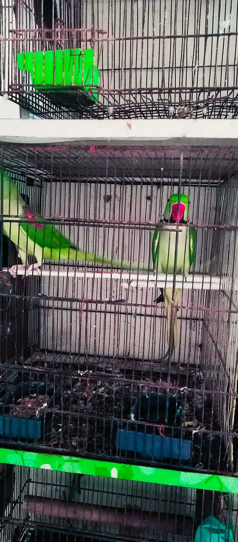 Orignal Alexandrine king size high quality 100% breeder pair — photo 4