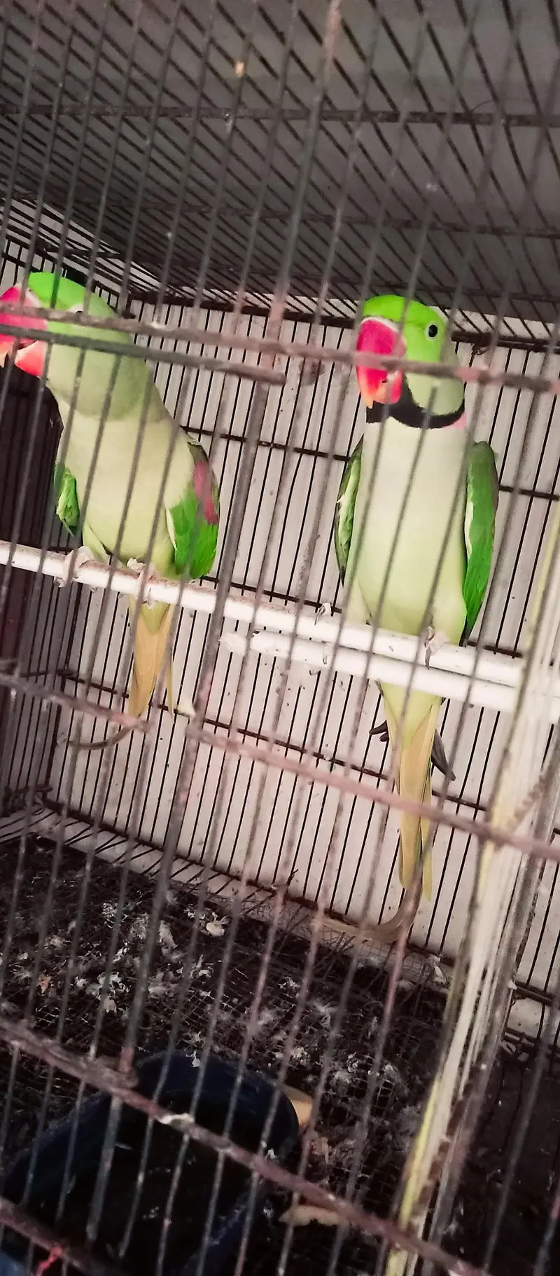 Orignal Alexandrine king size high quality 100% breeder pair — photo 5