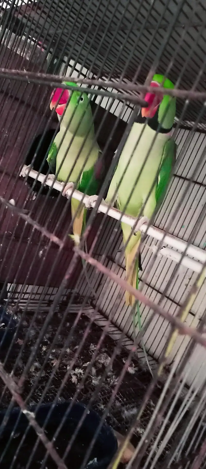 Orignal Alexandrine king size high quality 100% breeder pair — photo 8