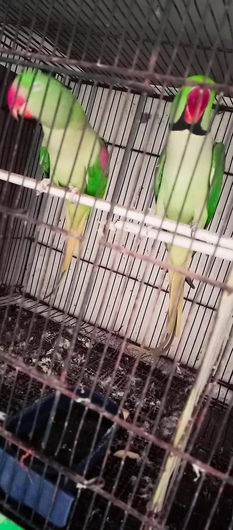 Orignal Alexandrine king size high quality 100% breeder pair — photo 10