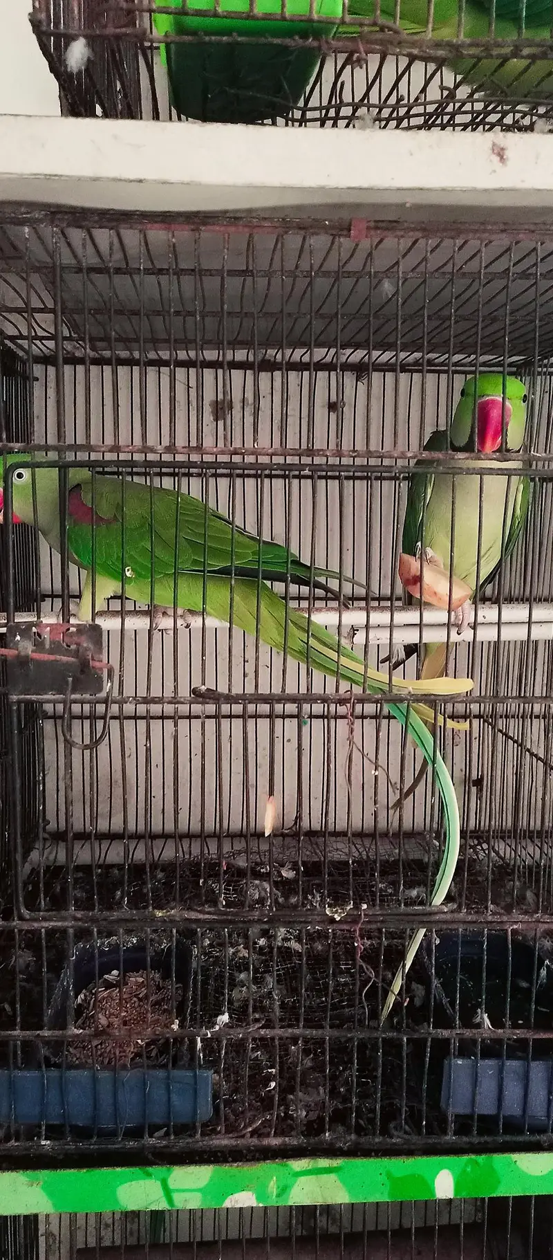 Orignal Alexandrine king size high quality 100% breeder pair — photo 11