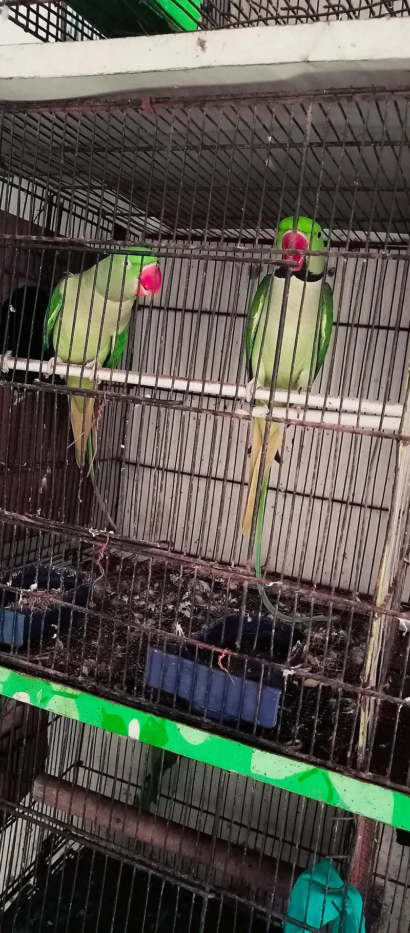 Orignal Alexandrine king size high quality 100% breeder pair — photo 12