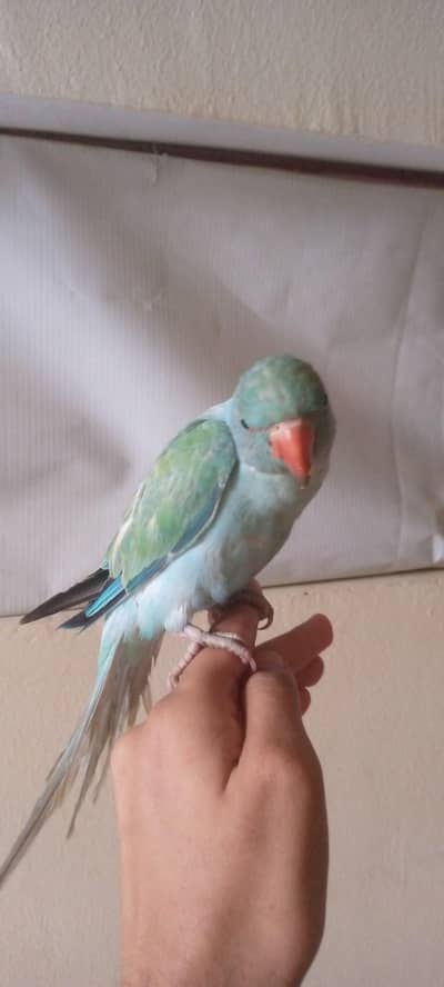 Blue Turquoise Opaline Ringneck Parrot