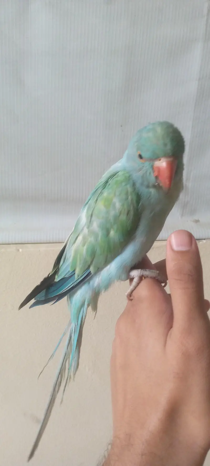 Blue Turquoise Opaline Ringneck Parrot — photo 2
