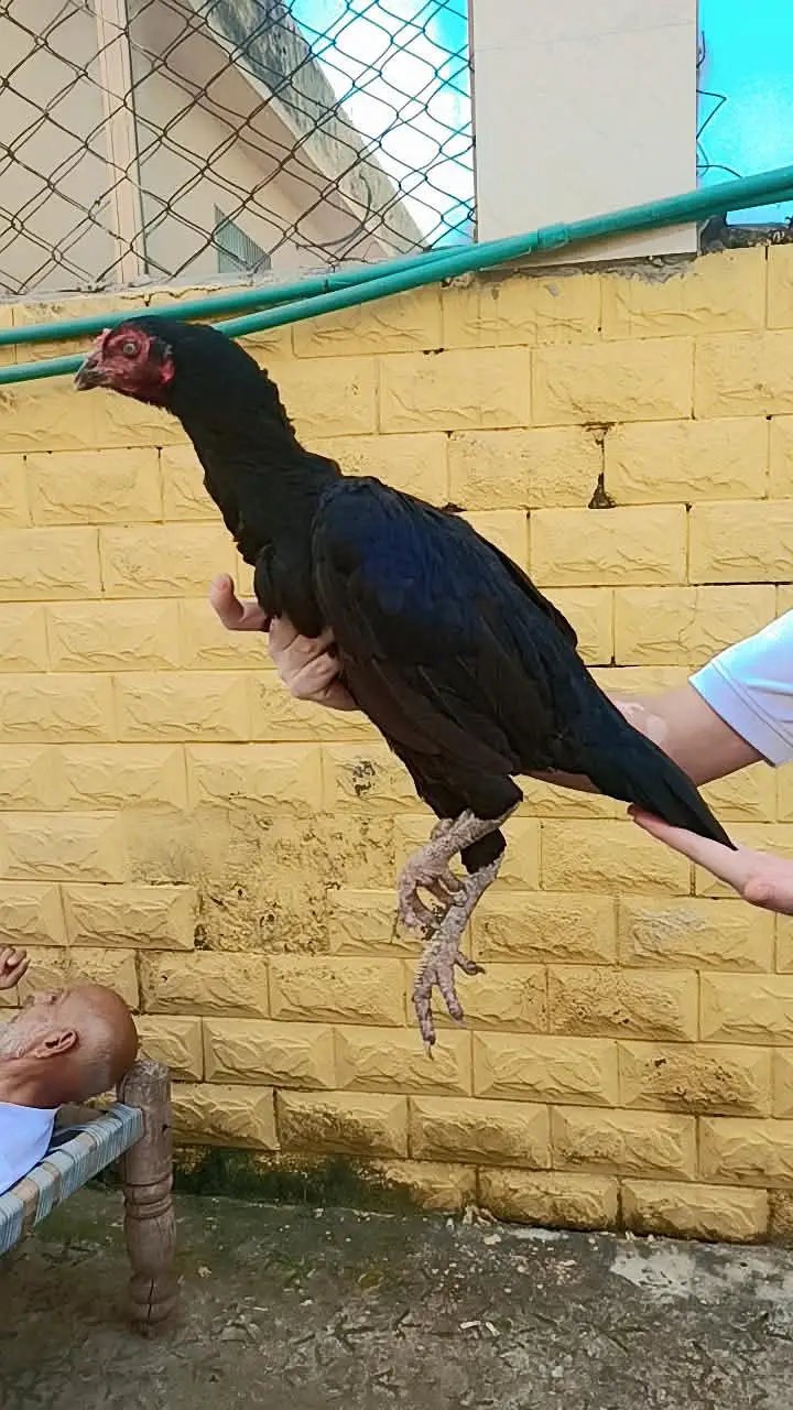 pure aseel miawali murga chena murga or black lasani murgi — photo 3