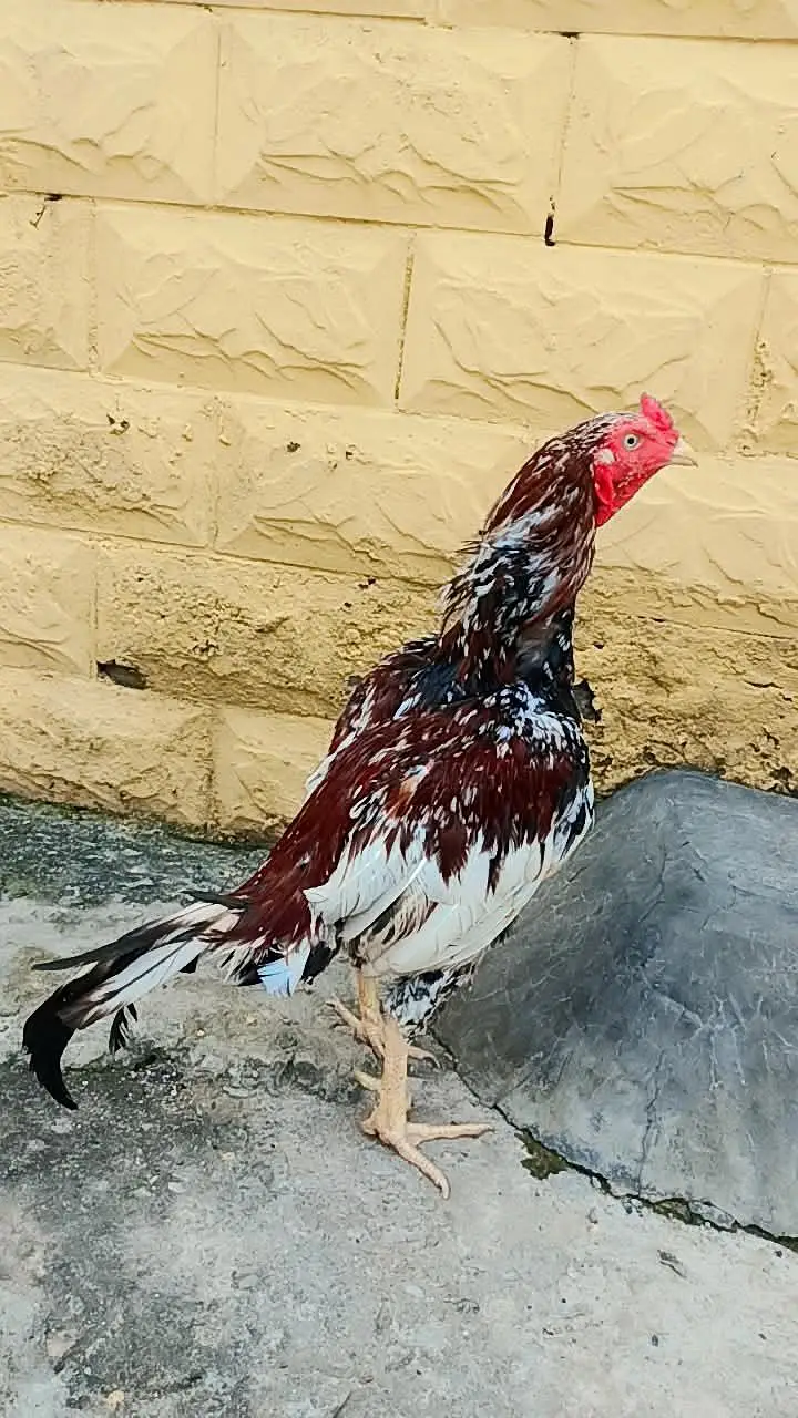 pure aseel miawali murga chena murga or black lasani murgi — photo 4