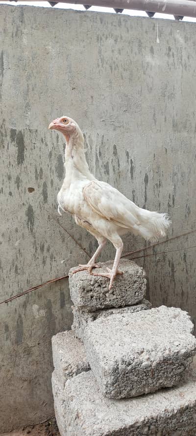 Heera Pure Murgi and Aseel Chick's
