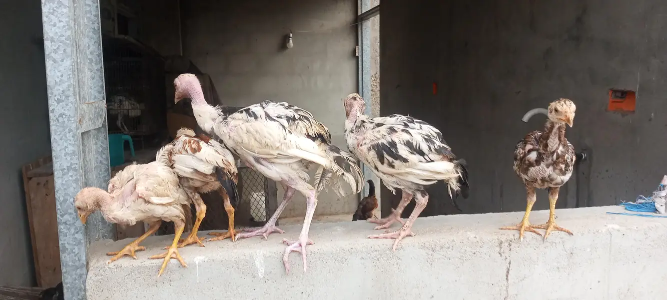 Heera Pure Murgi and Aseel Chick's — photo 2