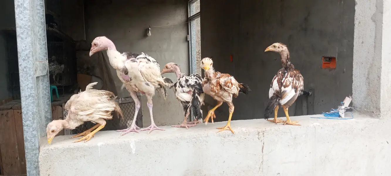 Heera Pure Murgi and Aseel Chick's — photo 3