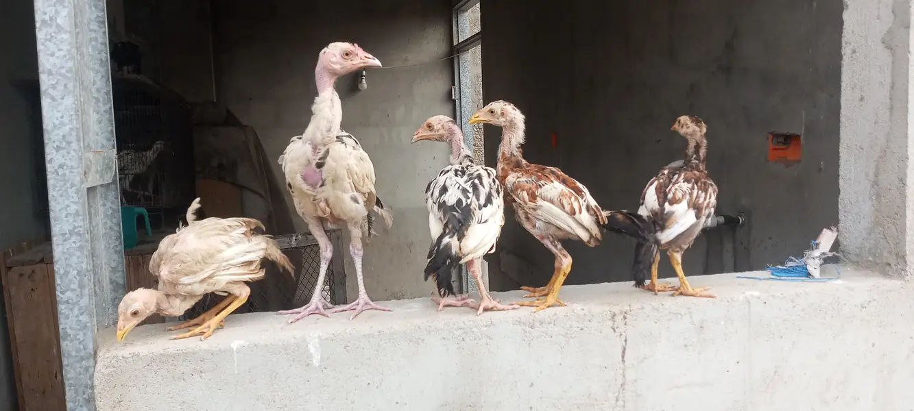 Heera Pure Murgi and Aseel Chick's — photo 4