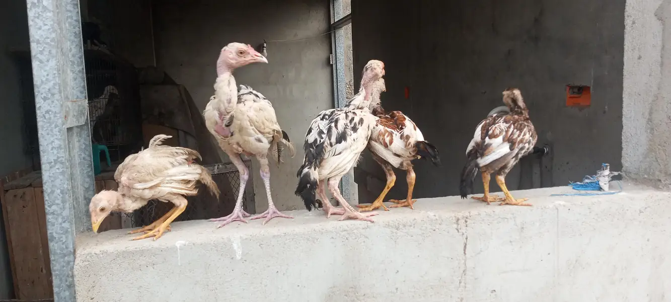 Heera Pure Murgi and Aseel Chick's — photo 5