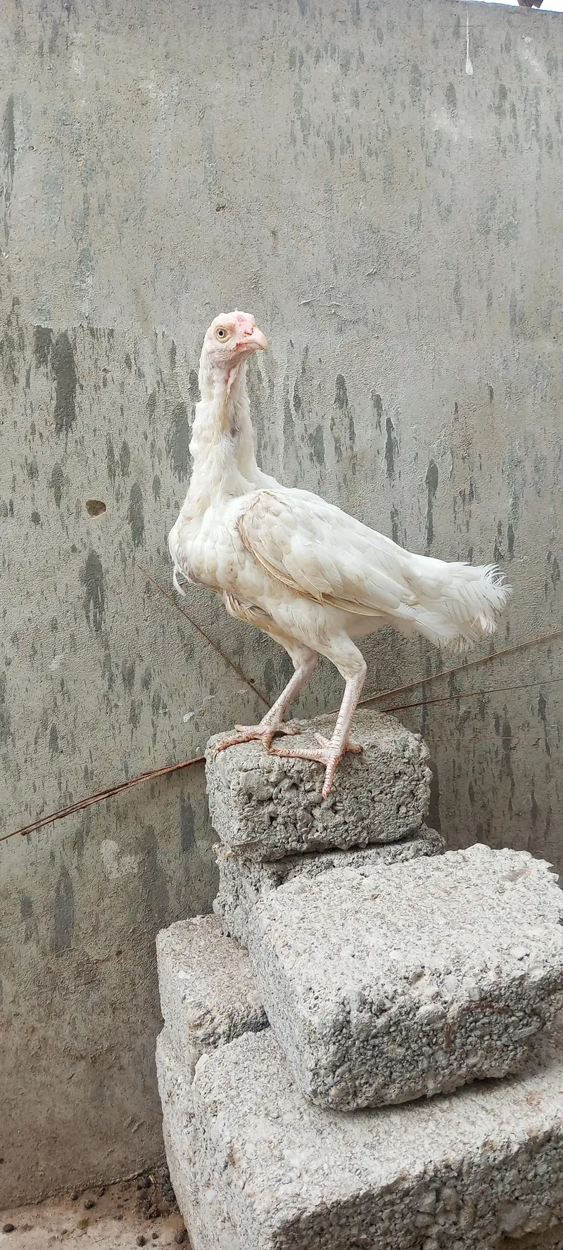 Heera Pure Murgi and Aseel Chick's — photo 6