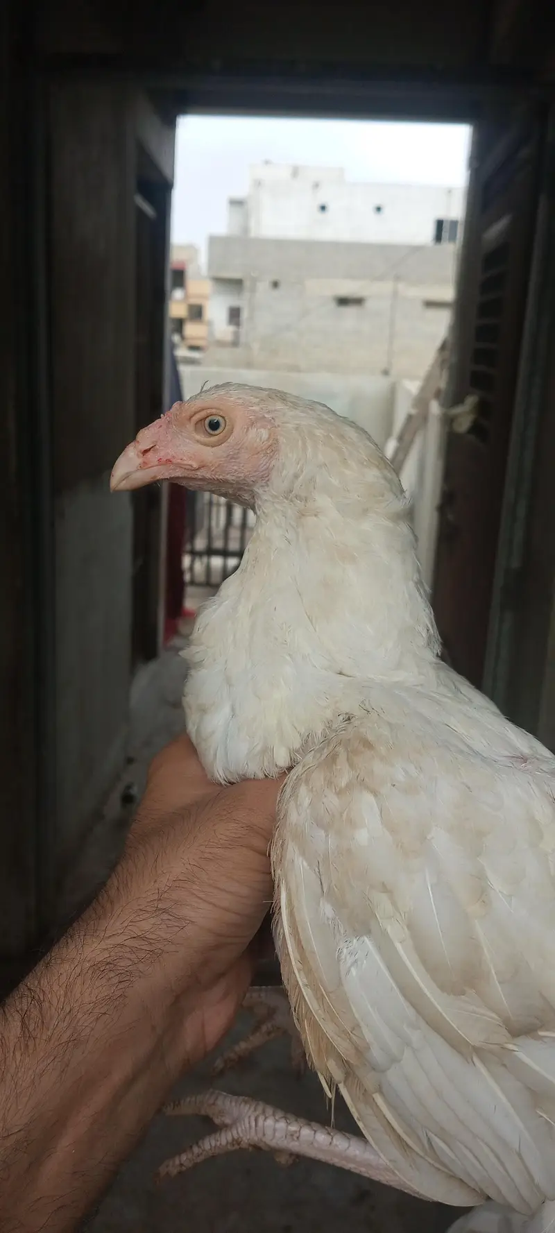 Heera Pure Murgi and Aseel Chick's — photo 7