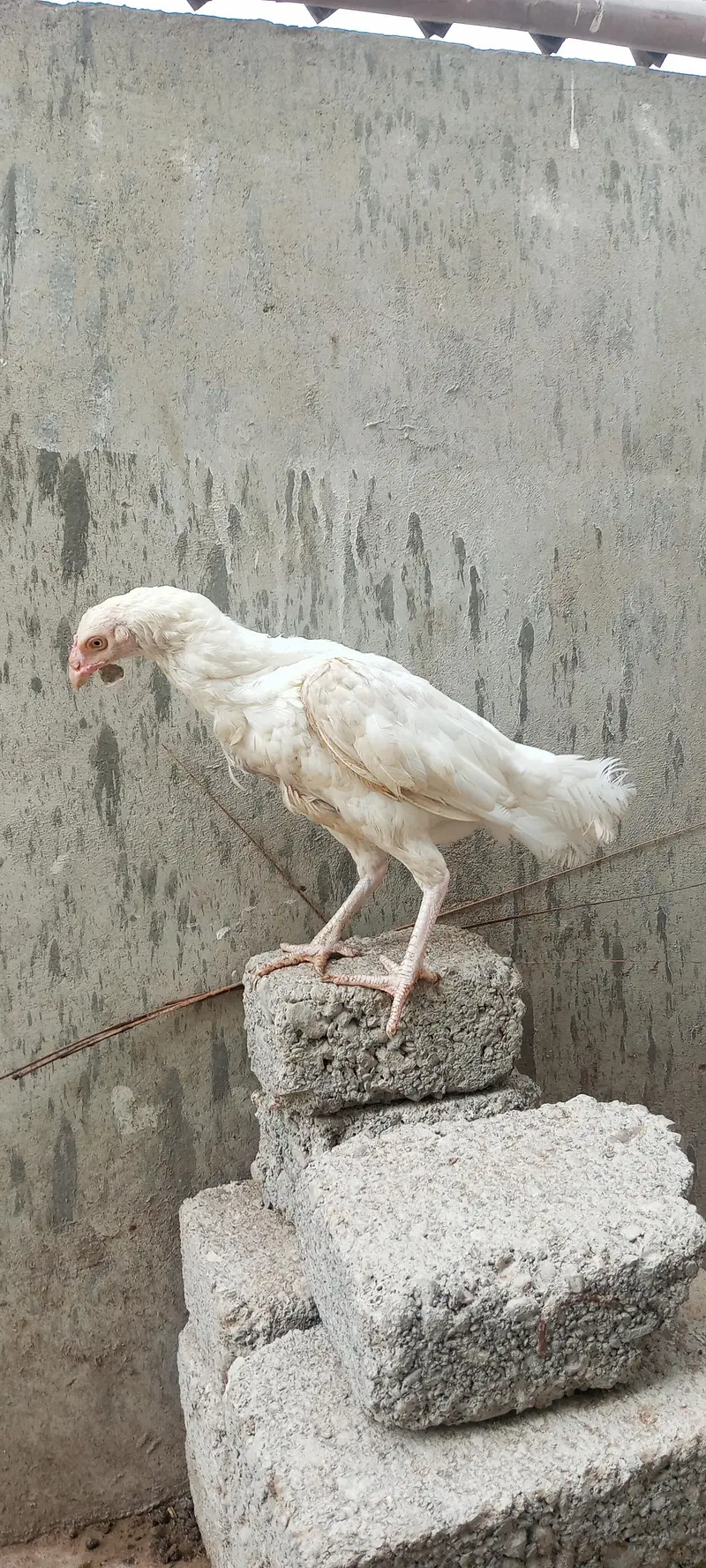 Heera Pure Murgi and Aseel Chick's — photo 8