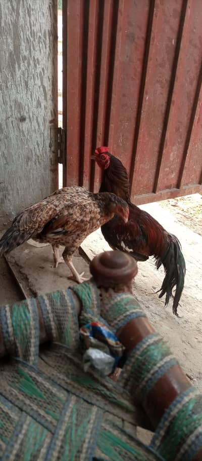 aseel murga or murgii
