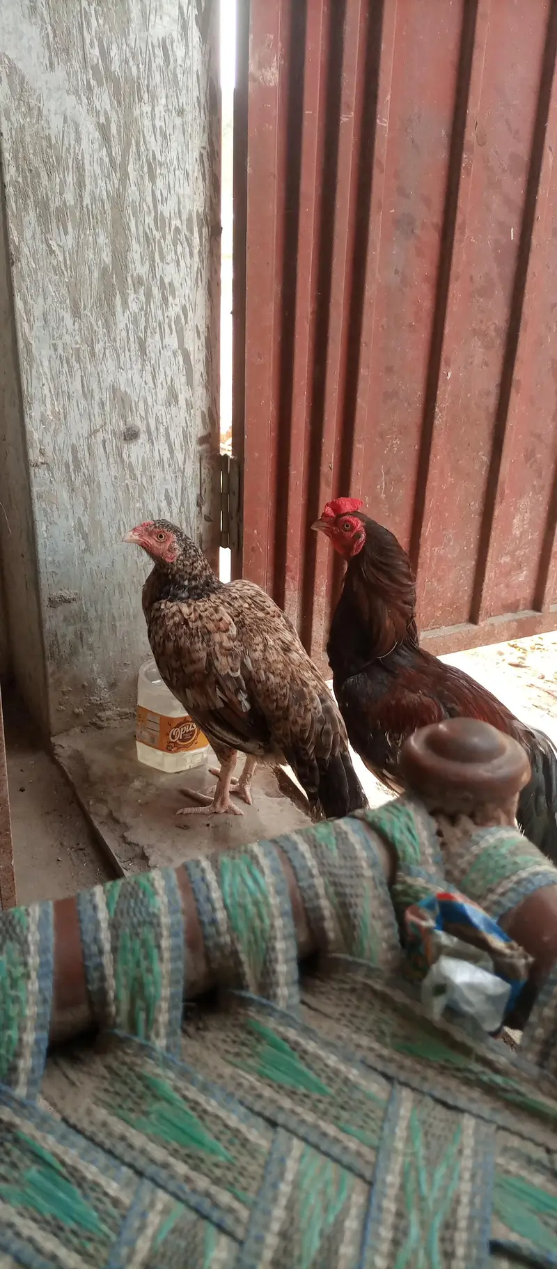 aseel murga or murgii — photo 3