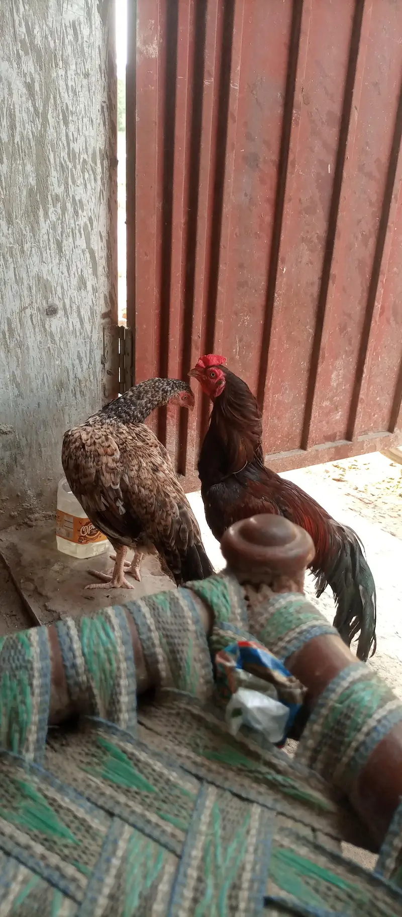 aseel murga or murgii — photo 4