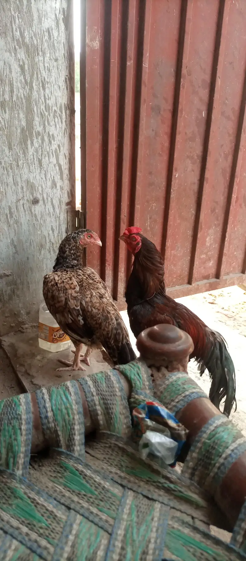 aseel murga or murgii — photo 5