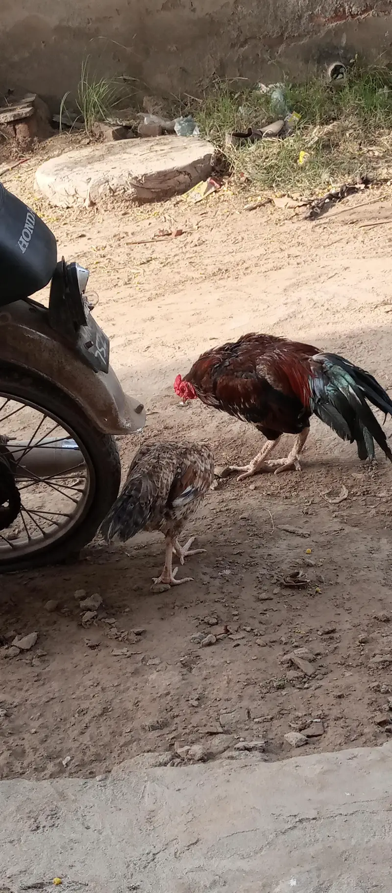 aseel murga or murgii — photo 6