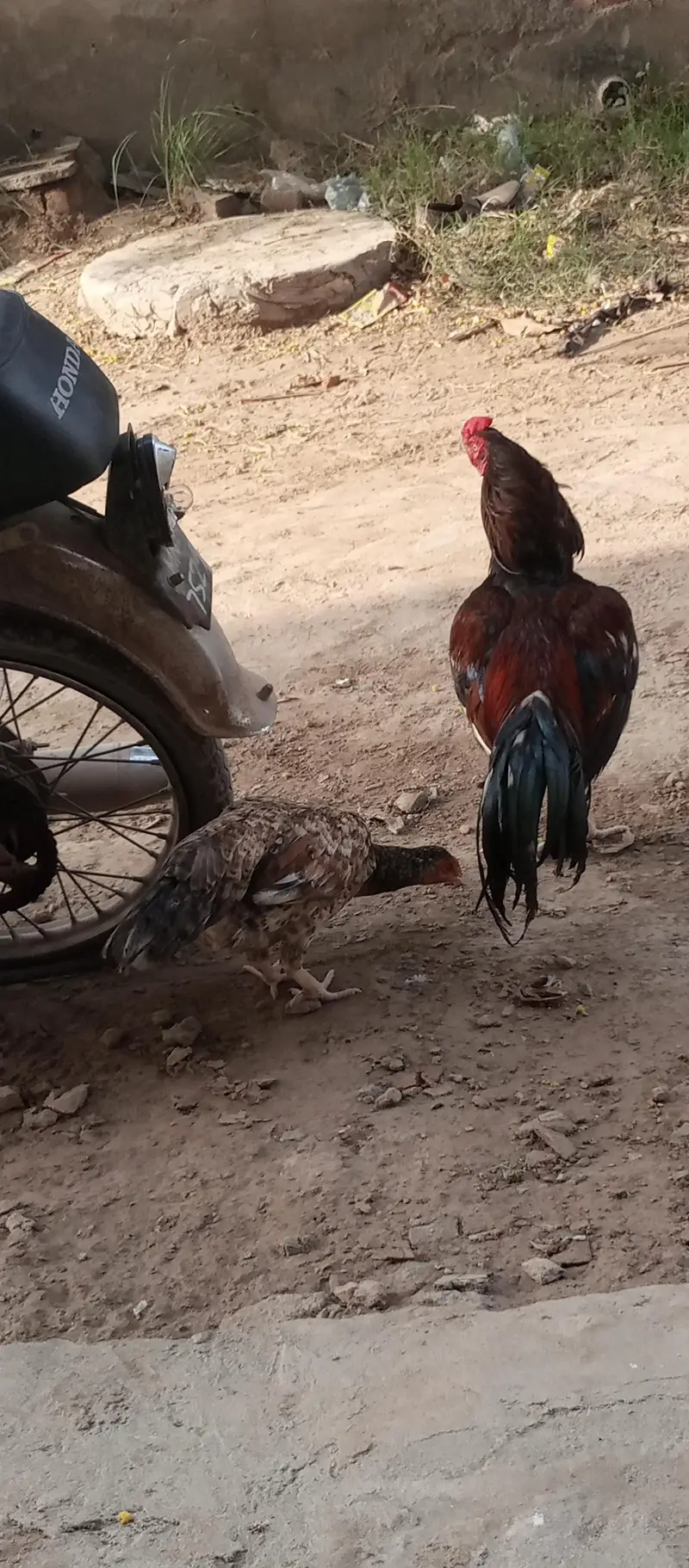 aseel murga or murgii — photo 8