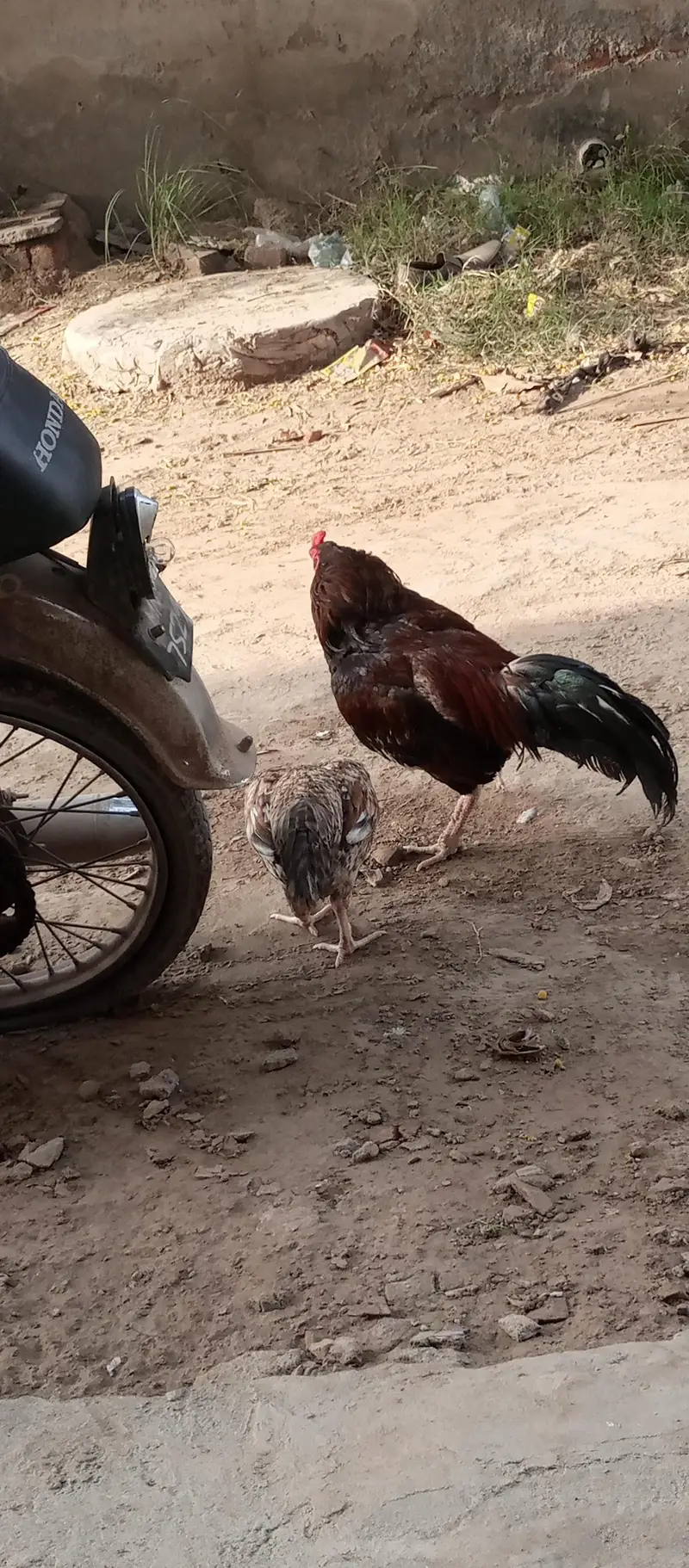aseel murga or murgii — photo 9