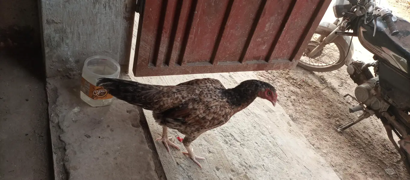 aseel murga or murgii — photo 10