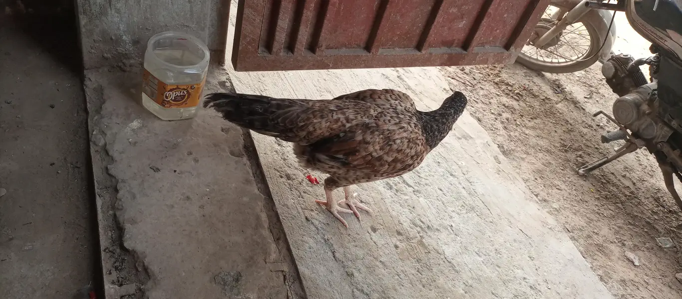 aseel murga or murgii — photo 11