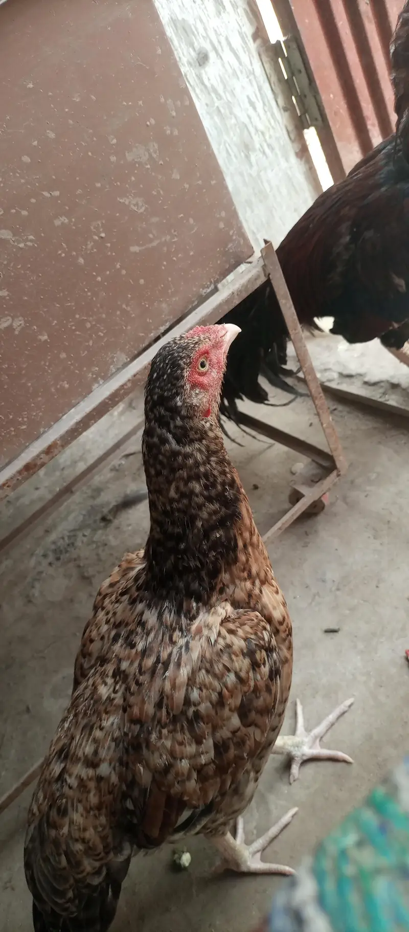 aseel murga or murgii — photo 12
