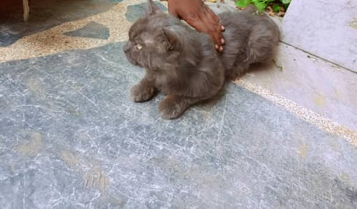 Beautiful Persian Cat