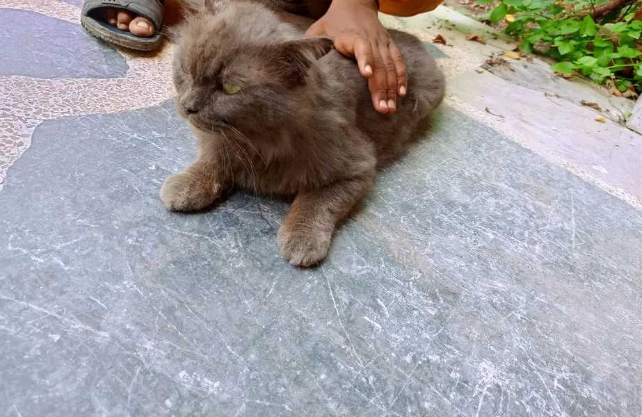 Beautiful Persian Cat — photo 2