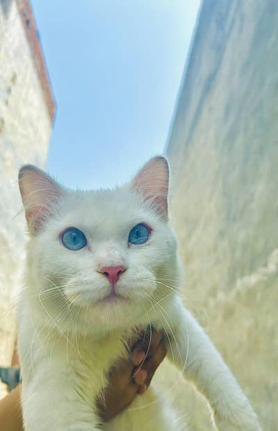 Beautiful white male cat with snowy eyes