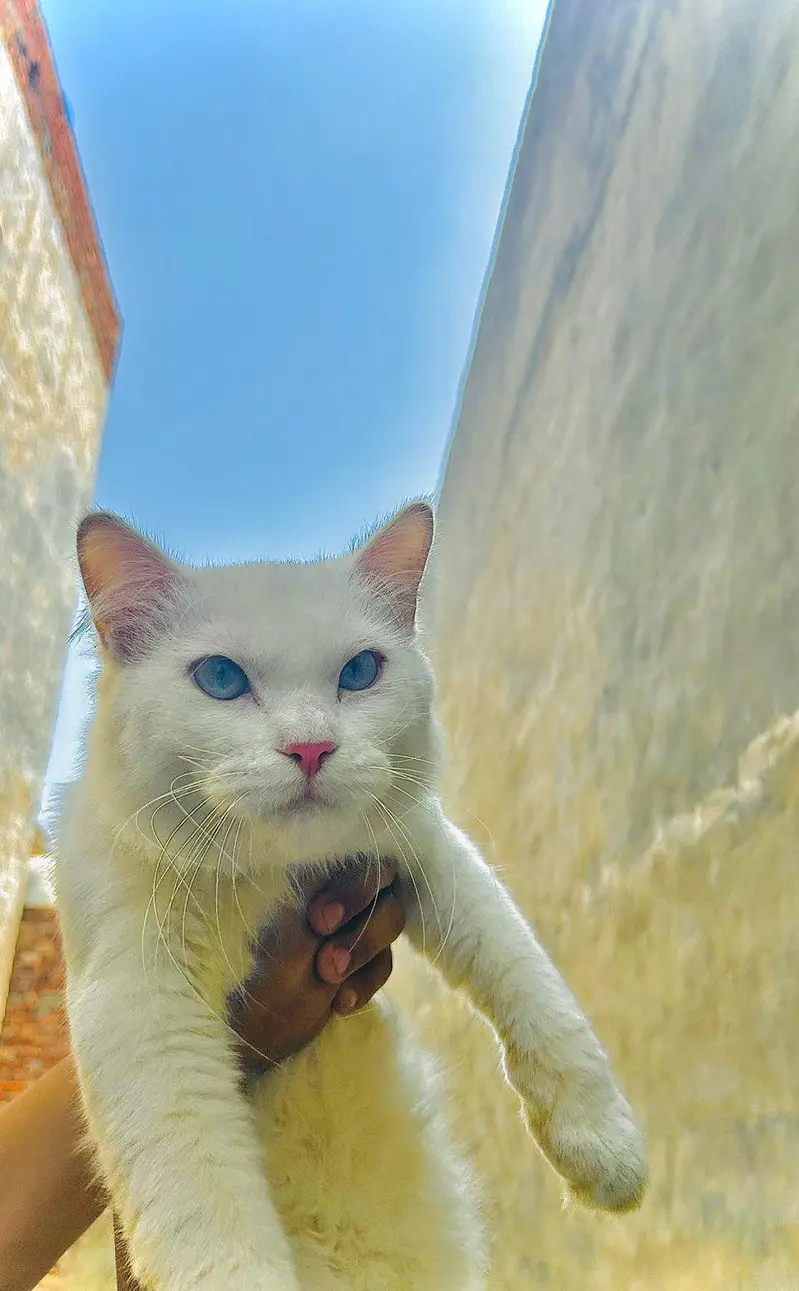 Beautiful white male cat with snowy eyes — photo 2