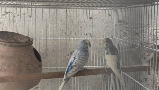bugies parrot