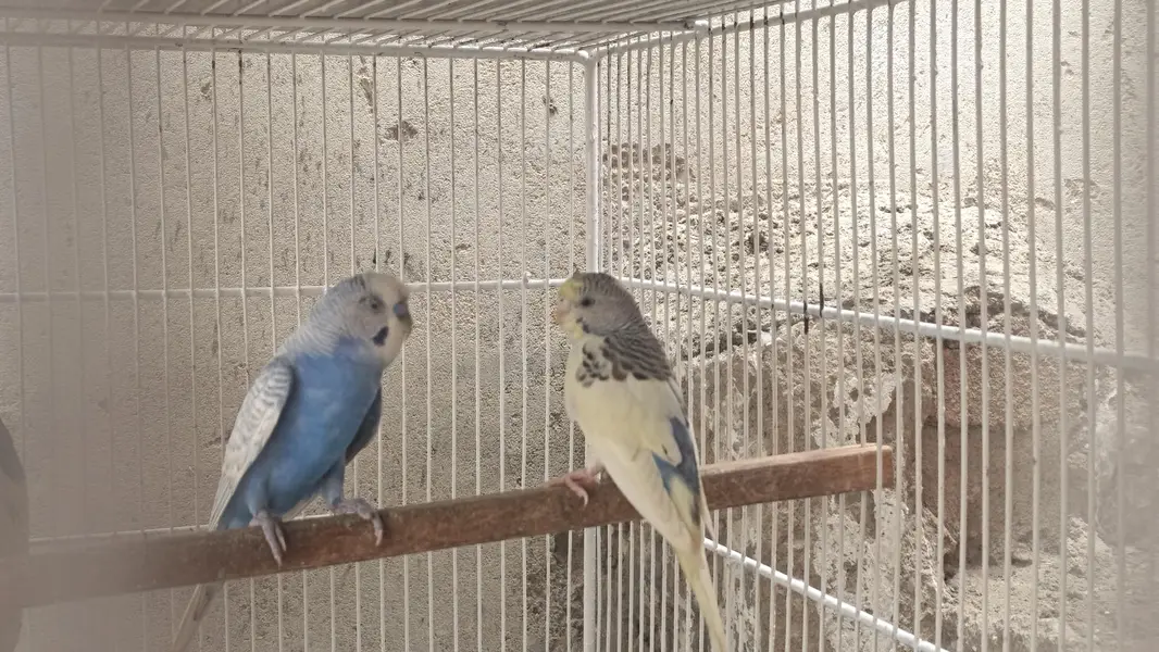 bugies parrot — photo 2