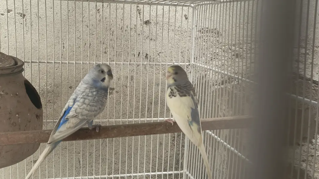 bugies parrot — photo 3