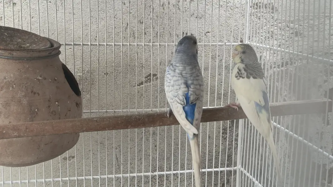 bugies parrot — photo 4