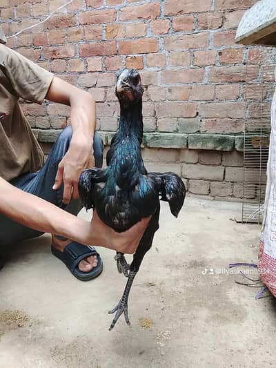 aseel | Dragon | thai | Burmi | Pakoya | panas |All imported breeds