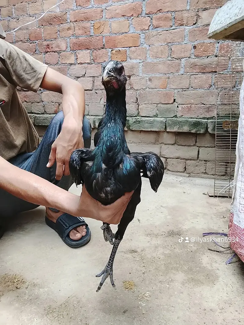 aseel | Dragon | thai | Burmi | Pakoya | panas |All imported breeds — photo 2