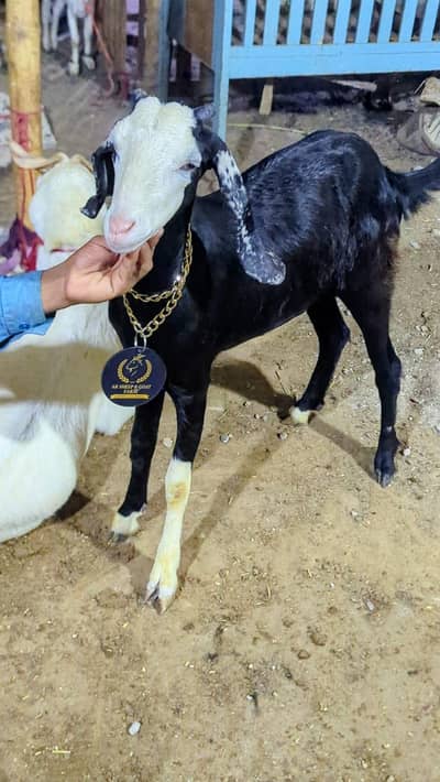 chambi female vaccinated