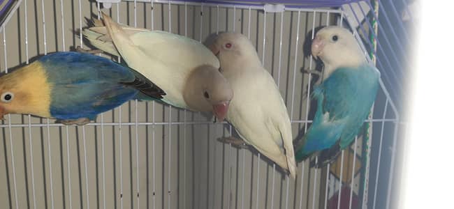 Love Birds 2 pairs Availble