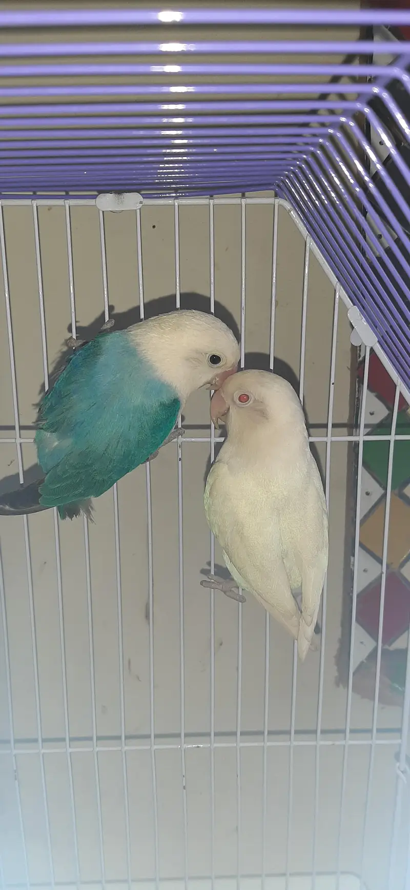 Love Birds 2 pairs Availble — photo 2