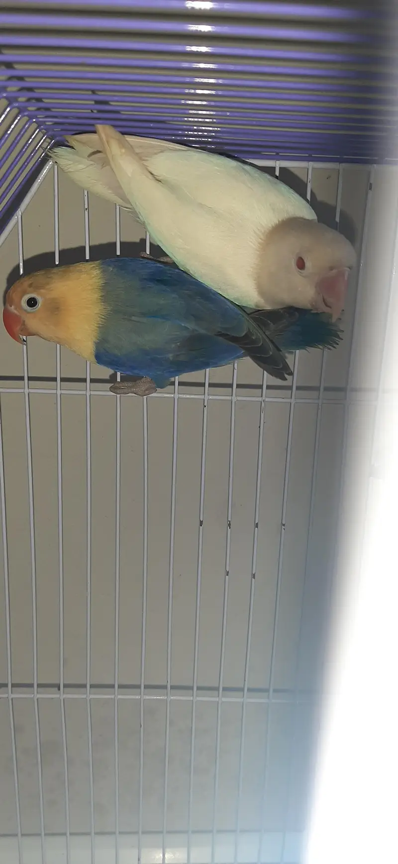 Love Birds 2 pairs Availble — photo 3