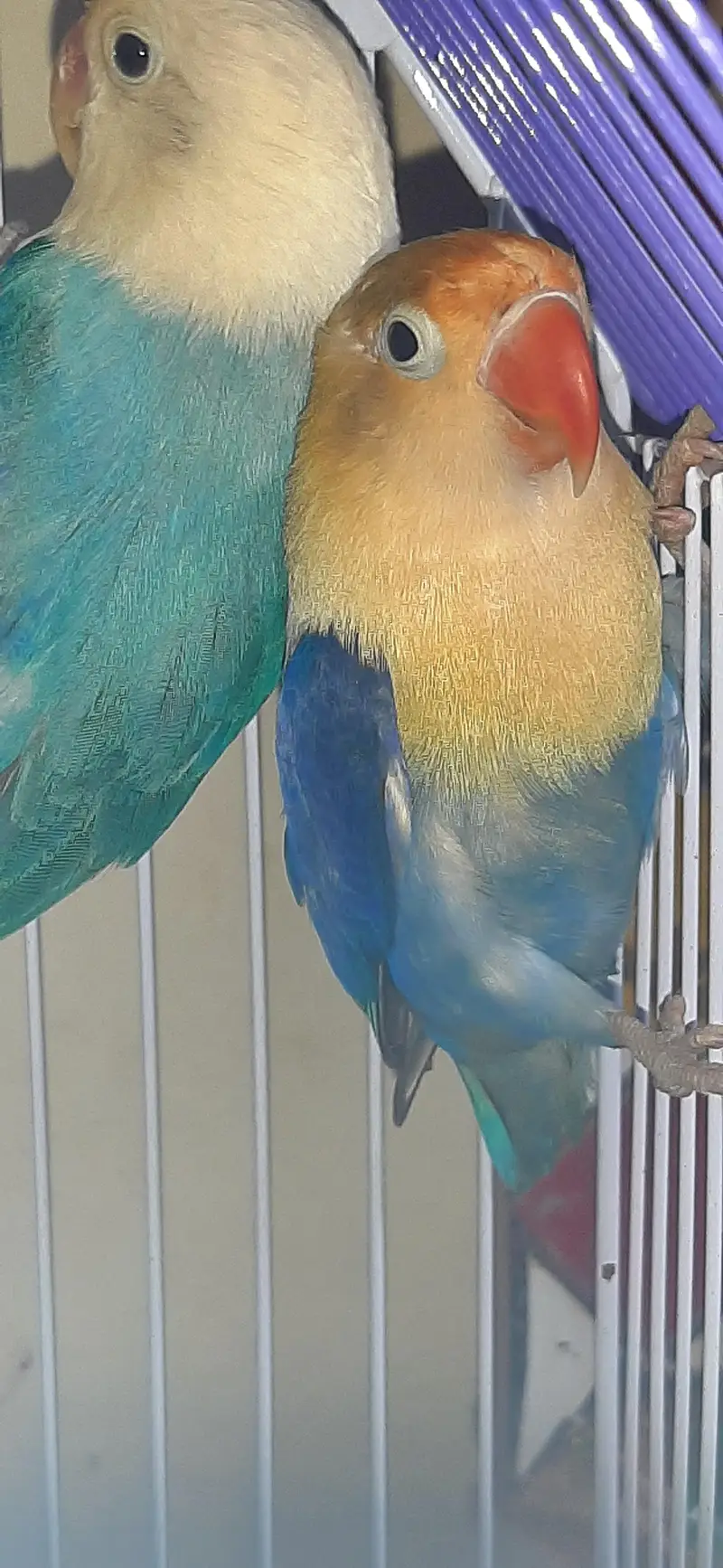 Love Birds 2 pairs Availble — photo 6