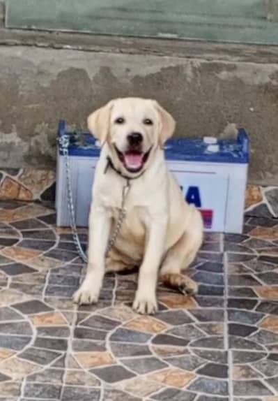 pure British Labrador male