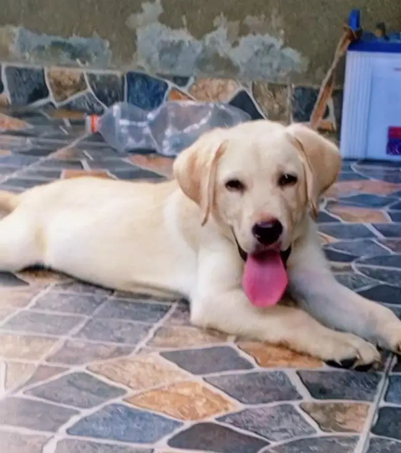 pure British Labrador male — photo 2