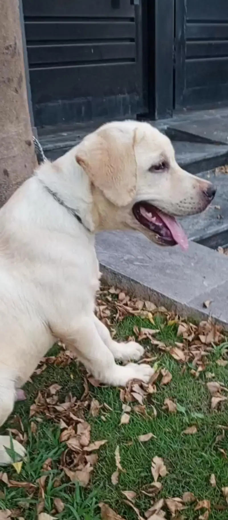 pure British Labrador male — photo 3