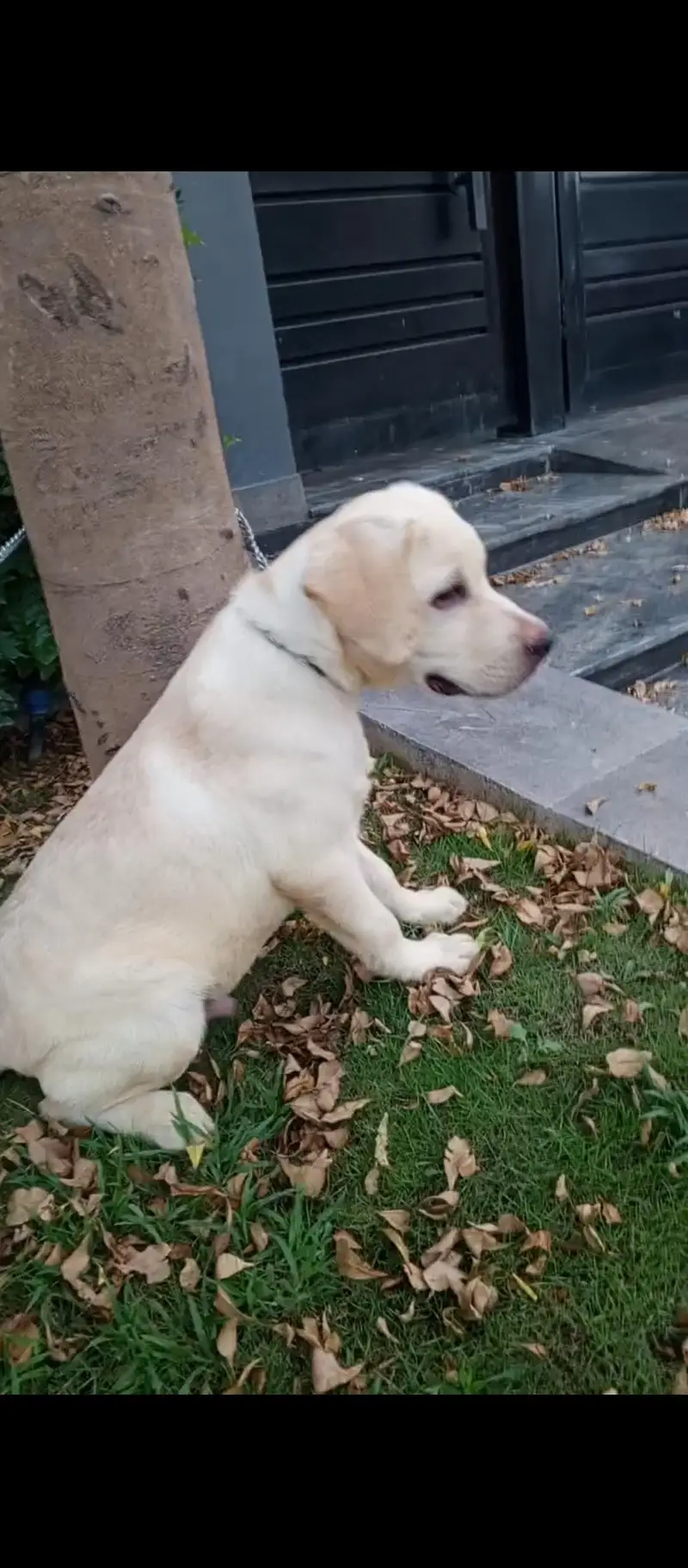 pure British Labrador male — photo 5