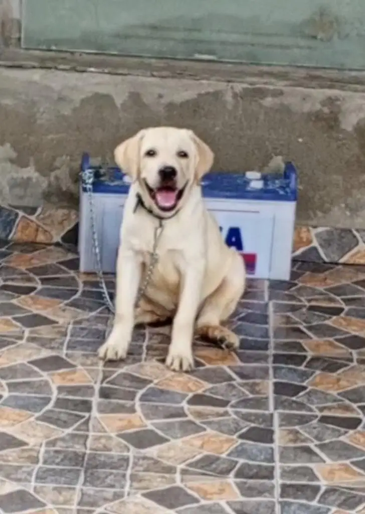 pure British Labrador male — photo 6