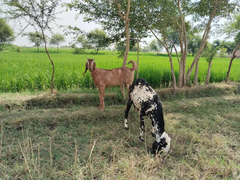 دو صحت مند بکریاں برائے فروخت — اچھا قد کاٹھ، خالی بکریاں — photo 3