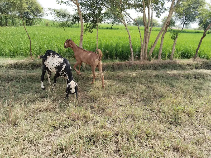 دو صحت مند بکریاں برائے فروخت — اچھا قد کاٹھ، خالی بکریاں — photo 5